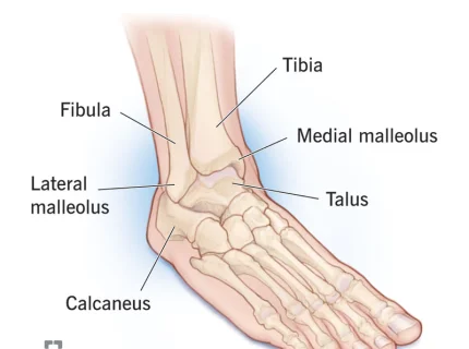 ankle