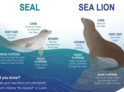 seal