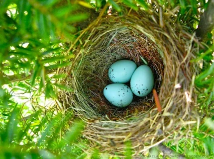 nest