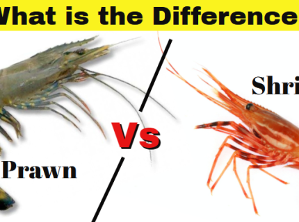 shrimp