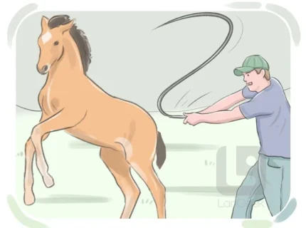 whip
