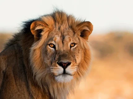 lion