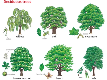 oak