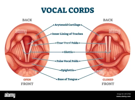 vocal