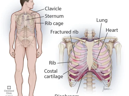rib