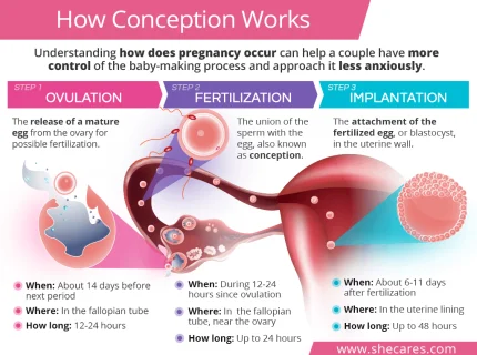 conception