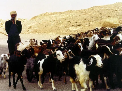 goatherd