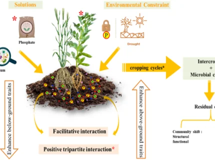 inoculant