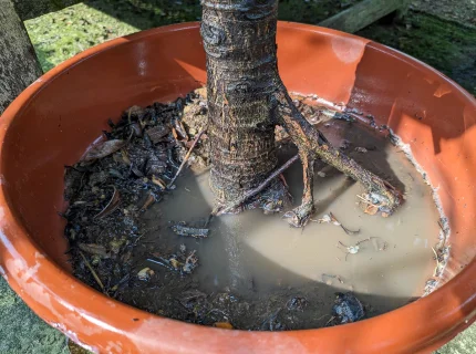 waterlog