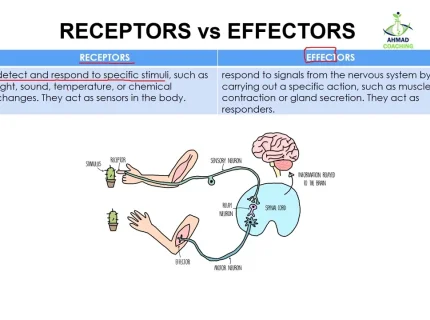 effector