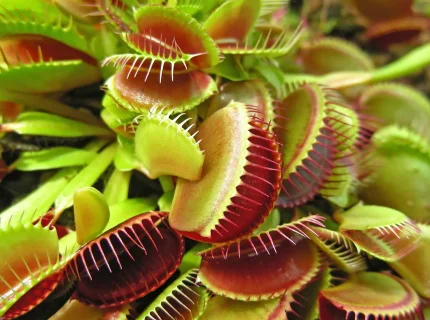 insectivorous