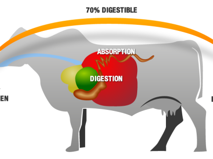 digestibility