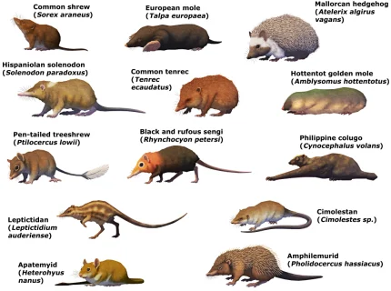 insectivore