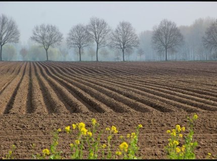 landholding