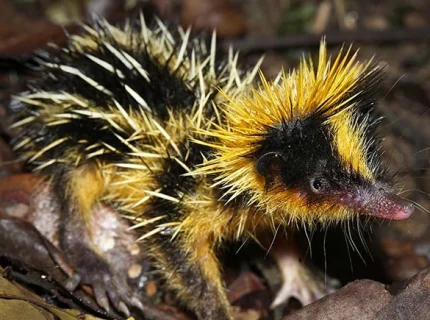 tenrec