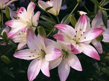 lilylike