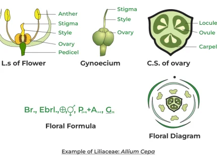 liliaceae