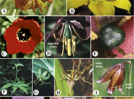 liliaceous