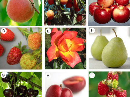 rosaceous