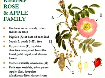 Rosaceae