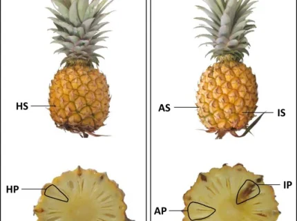 fruitlet