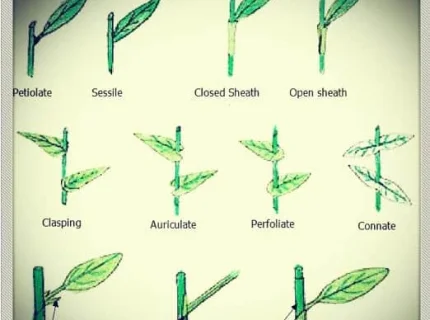 perfoliate