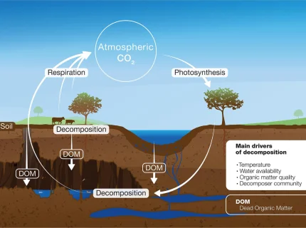 decomposite