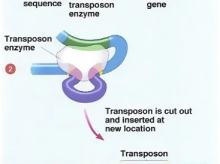 transposable