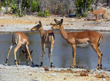 waterhole