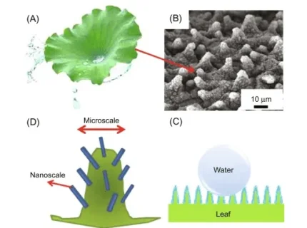 hydrophobicity