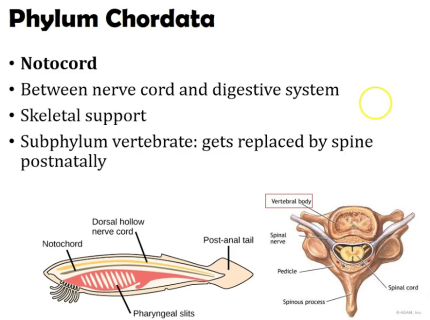 chordata