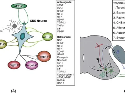 neurotropic