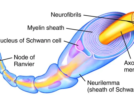 neurilemma