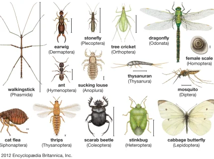 insecta