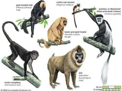 primates