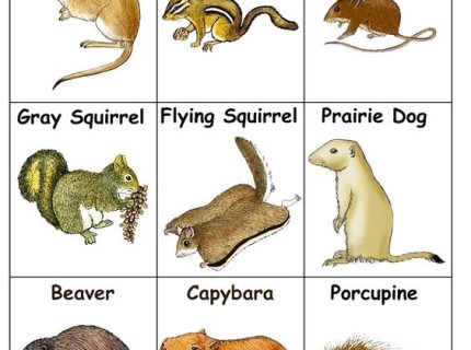 rodentia