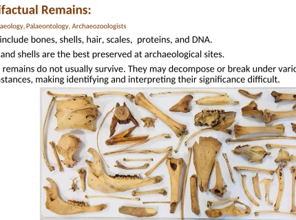 palaeozoology