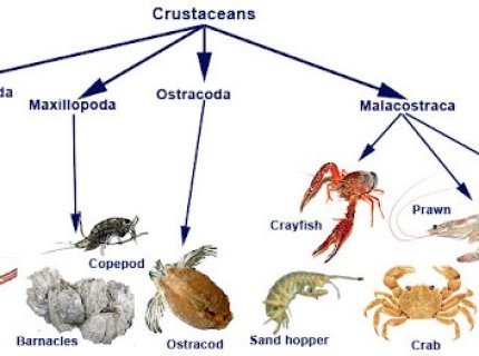 crustaceous