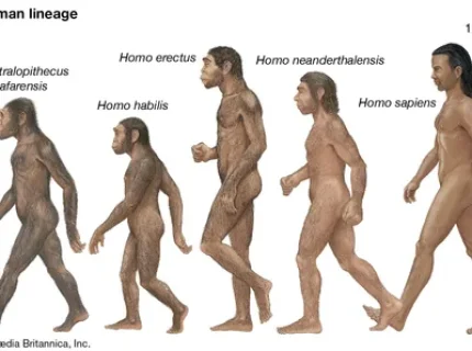 palaeoanthropology