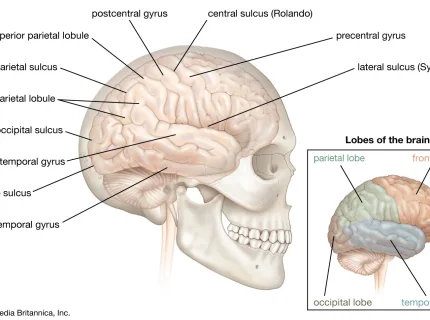 brains