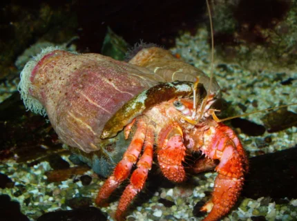 hermit crab
