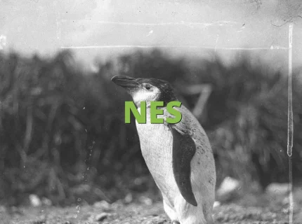 NES