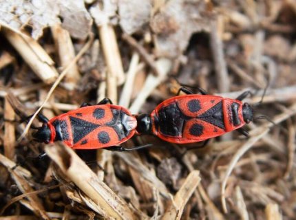 firebug