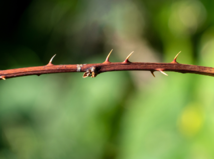 spinose