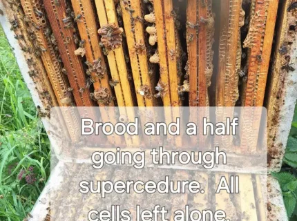 supersedure