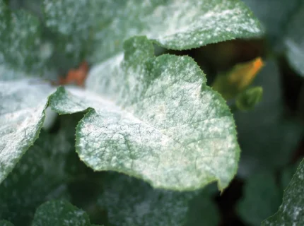 fungicidal