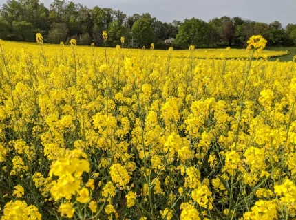 rapeseed flowers