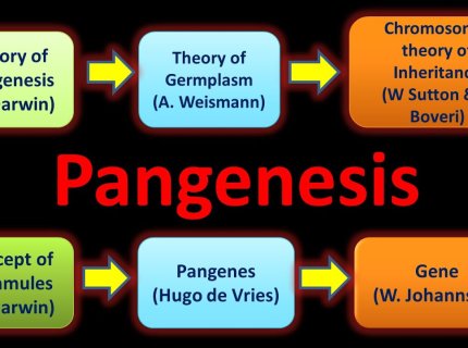 pangene