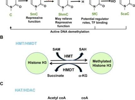 methylate