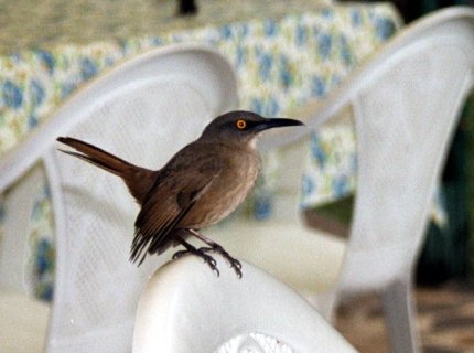 trembler